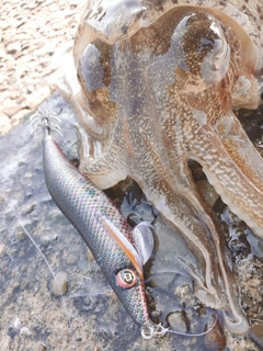 モンゴウイカの釣果