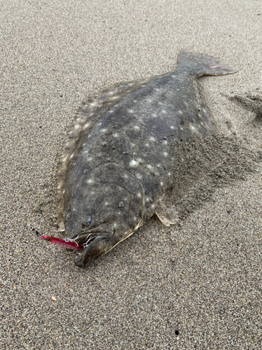 釣果