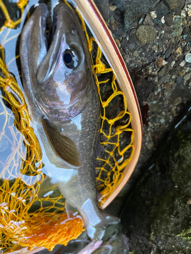 イワナの釣果