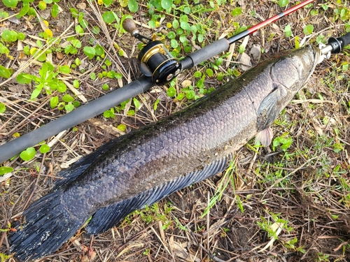 ライギョの釣果