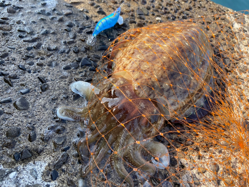 コウイカの釣果