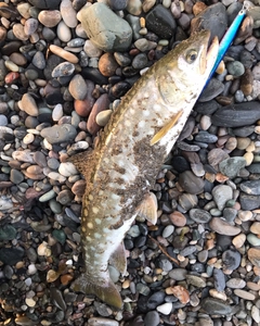 アメマスの釣果