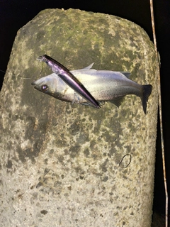 スズキの釣果