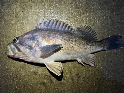 クロソイの釣果