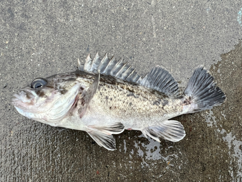 クロソイの釣果