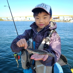 ハゼの釣果
