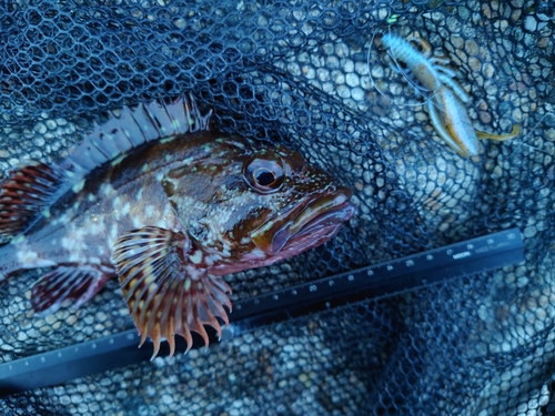 カサゴの釣果