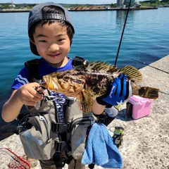 タケノコメバルの釣果