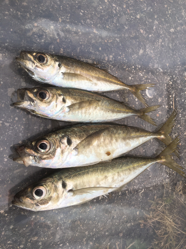 アジの釣果