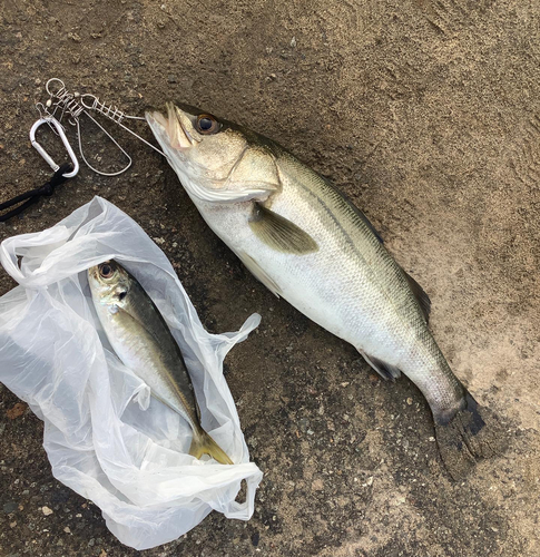 シーバスの釣果