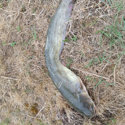 マナマズの釣果