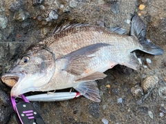 クロダイの釣果