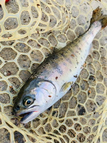 ヤマメの釣果