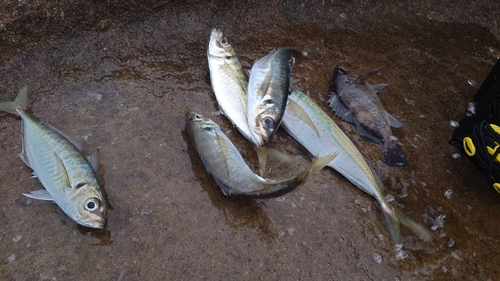 マアジの釣果