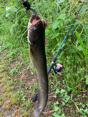 ナマズの釣果