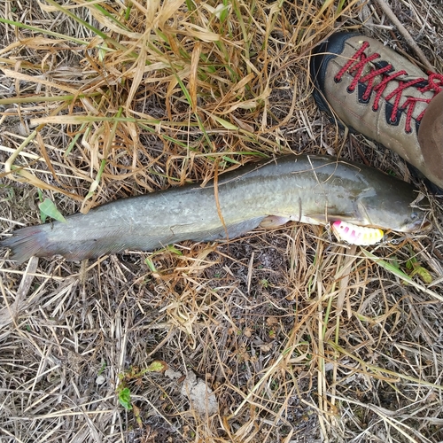 マナマズの釣果