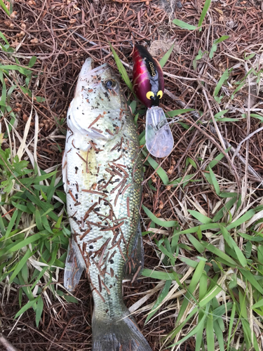 ブラックバスの釣果