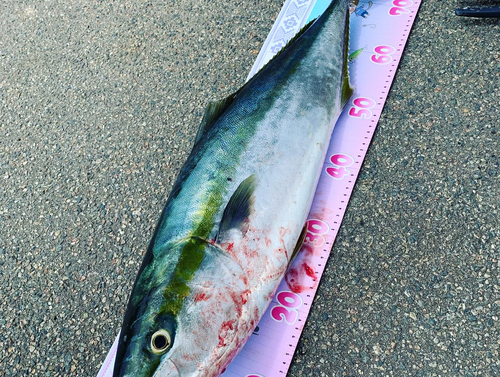 ブリの釣果