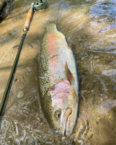 ニジマスの釣果