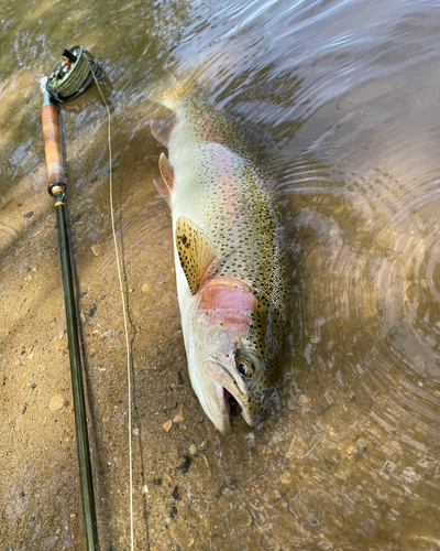 ニジマスの釣果