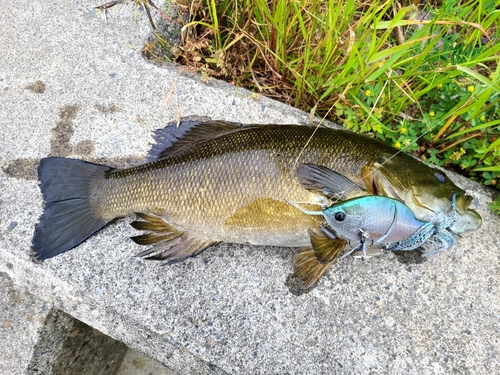 スモールマウスバスの釣果