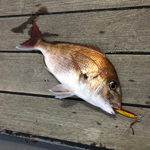 マダイの釣果