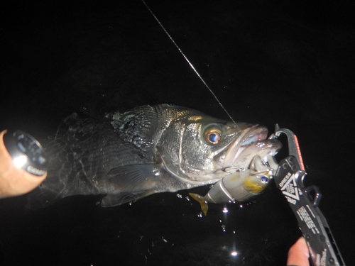 ヒラスズキの釣果