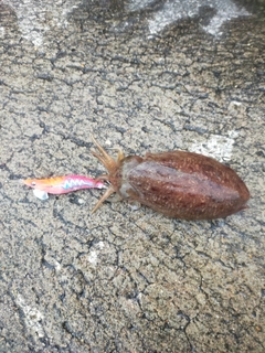 コウイカの釣果