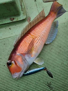 アマダイの釣果