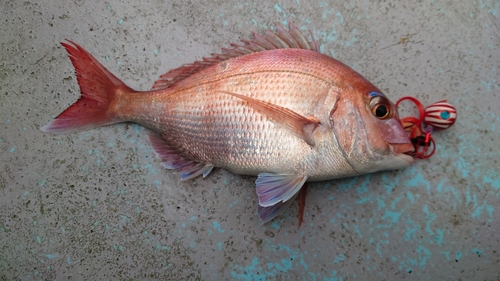 マダイの釣果