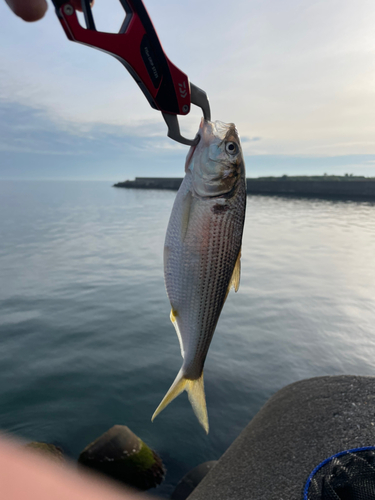 コノシロの釣果