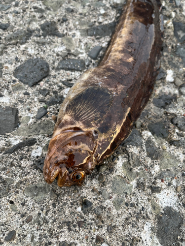 ギンポの釣果