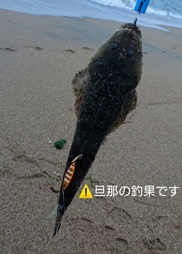 マゴチの釣果