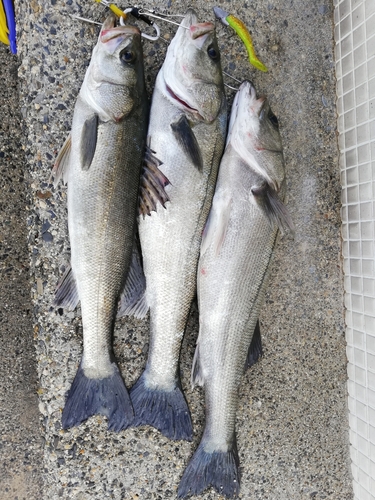 シーバスの釣果