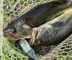 ブラックバスの釣果