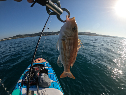 フエフキダイの釣果