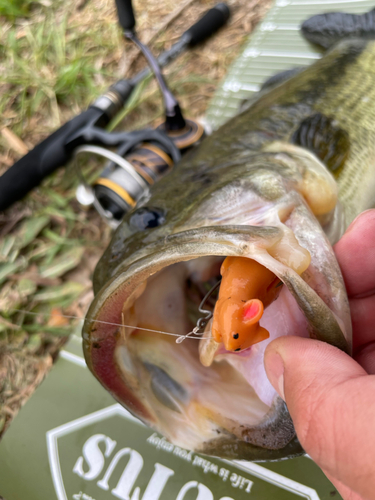 ブラックバスの釣果