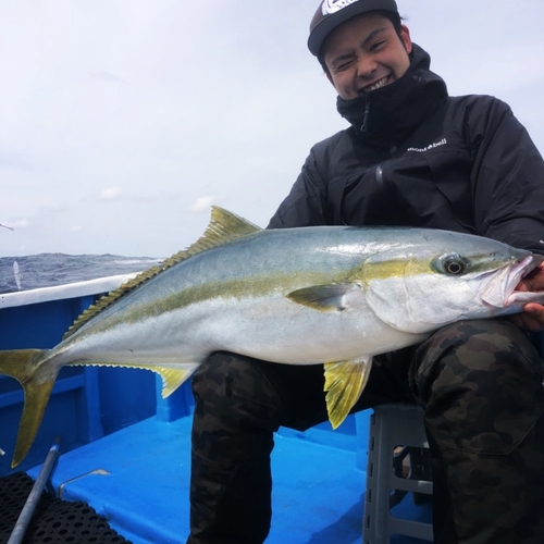 ヒラマサの釣果