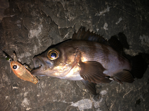 シロメバルの釣果