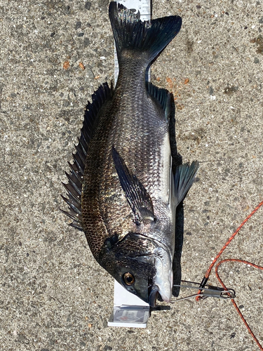 チヌの釣果