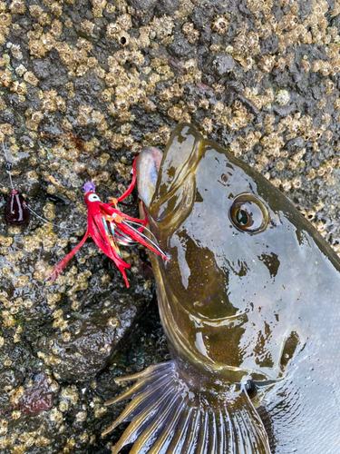 アイナメの釣果