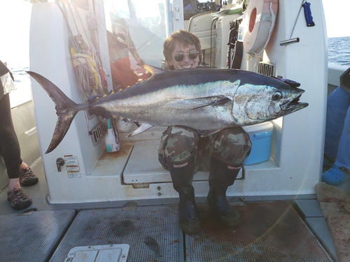 クロマグロの釣果