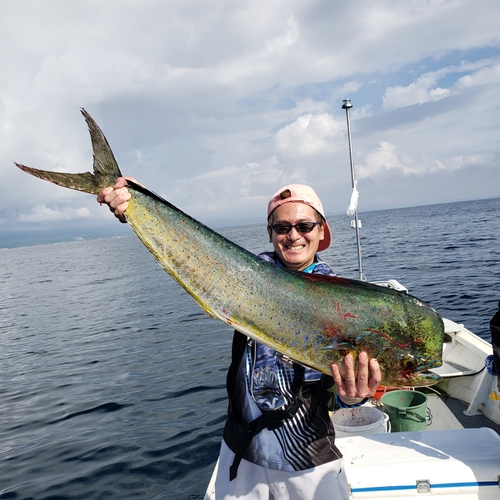 シイラの釣果