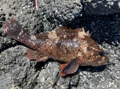 ムラソイの釣果