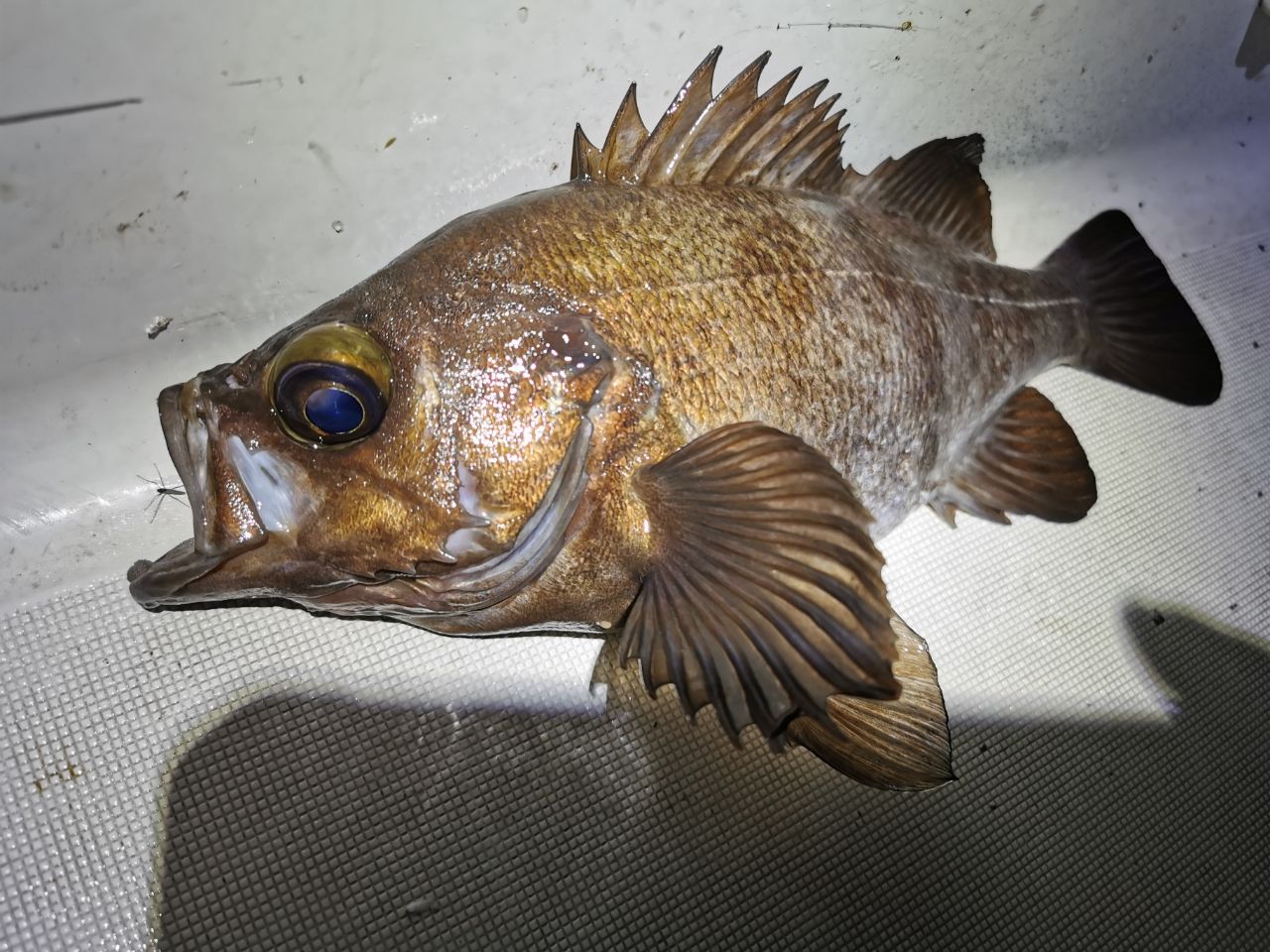 AbuGarcia ロックスイーパー NRS-7102MLHF-TZ GROUPERの最安値