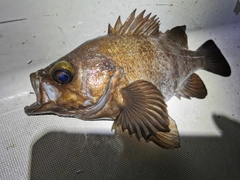 クロメバルの釣果