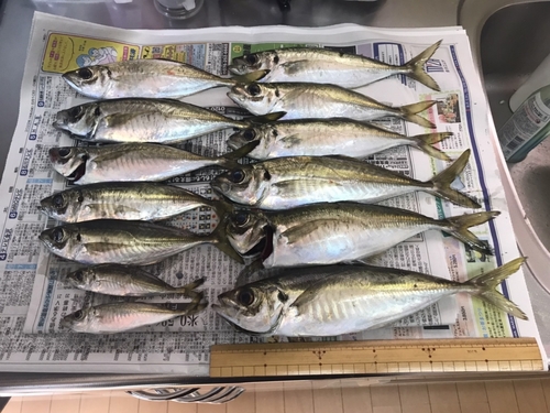 アジの釣果