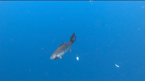 バラムツの釣果