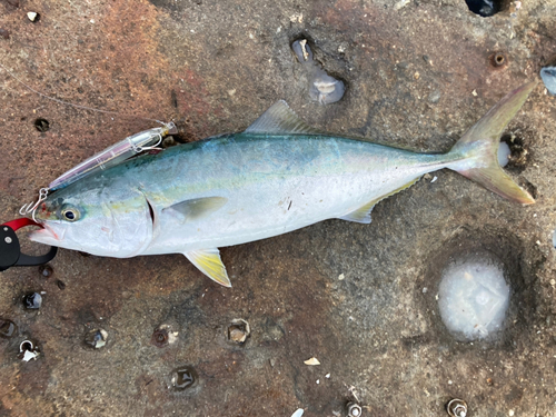 ハマチの釣果