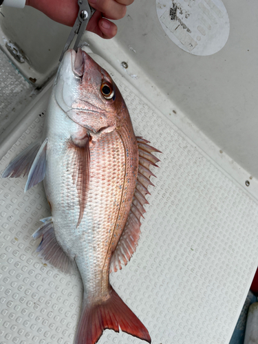 タイの釣果